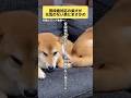 ツンデレすぎるお兄ちゃん。#柴犬