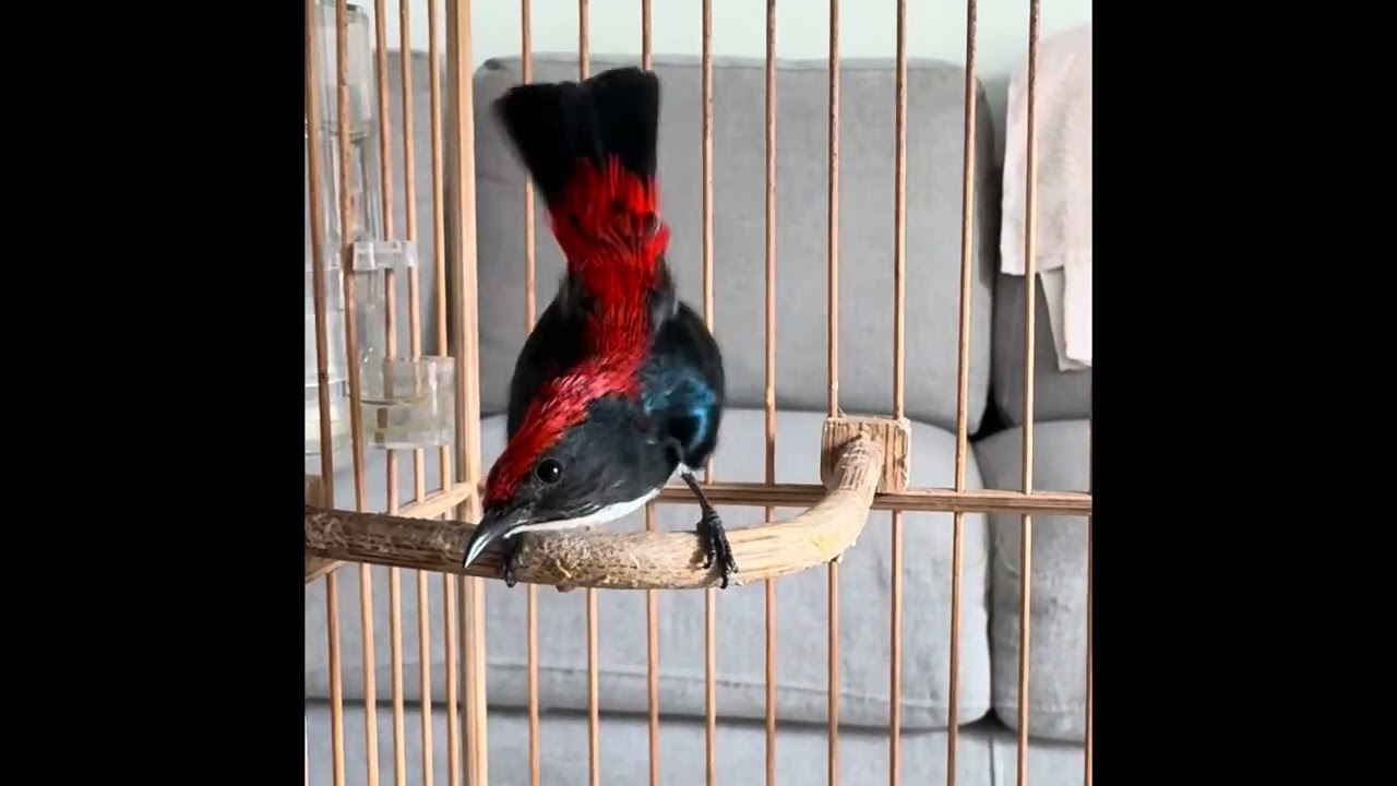 Chim Ốc Mít Đấu Nhiều Giọng - Dùng Kích Bổi, Kích Chim Nhà