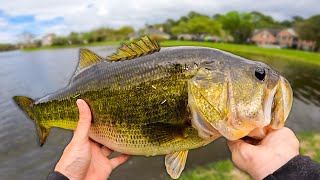 The BIG BASS are BITING! (Pond Fishing)