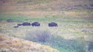 Wolf pack tries to take down a bison calf