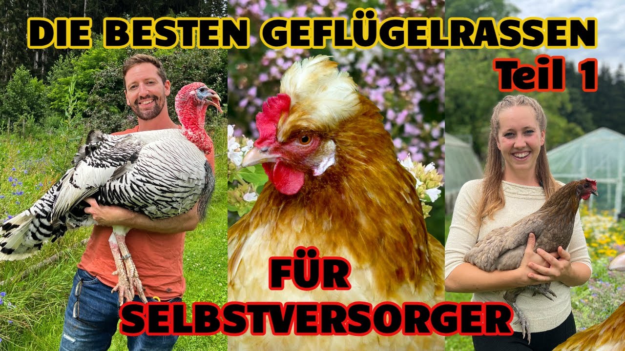Selbstversorger: Die besten Geflügelrassen für Selbstversorgung Teil 1: Gänse, Hühner, Enten, Puten