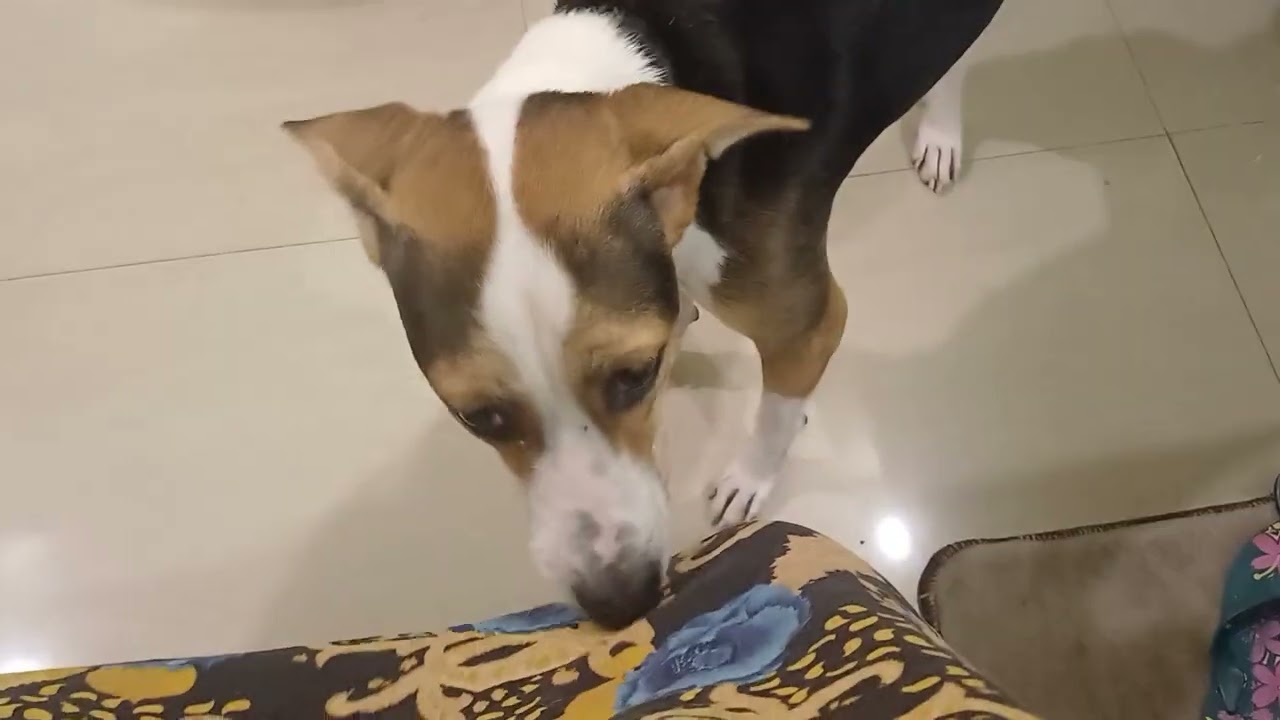 Luna... New member of Furry Friends Dog Care family..