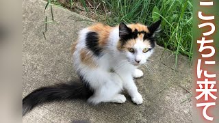 子猫を助けてもらおうと人間に近づいてきた野良猫。どうしても我が子を助けたい母の愛に心打たれる【感動】