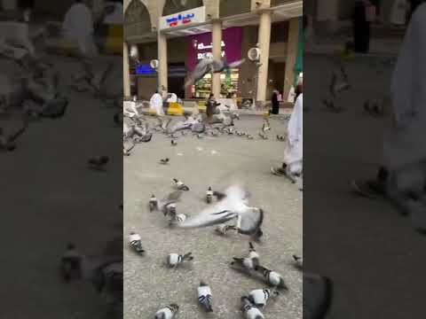 الهي واسع الكرم