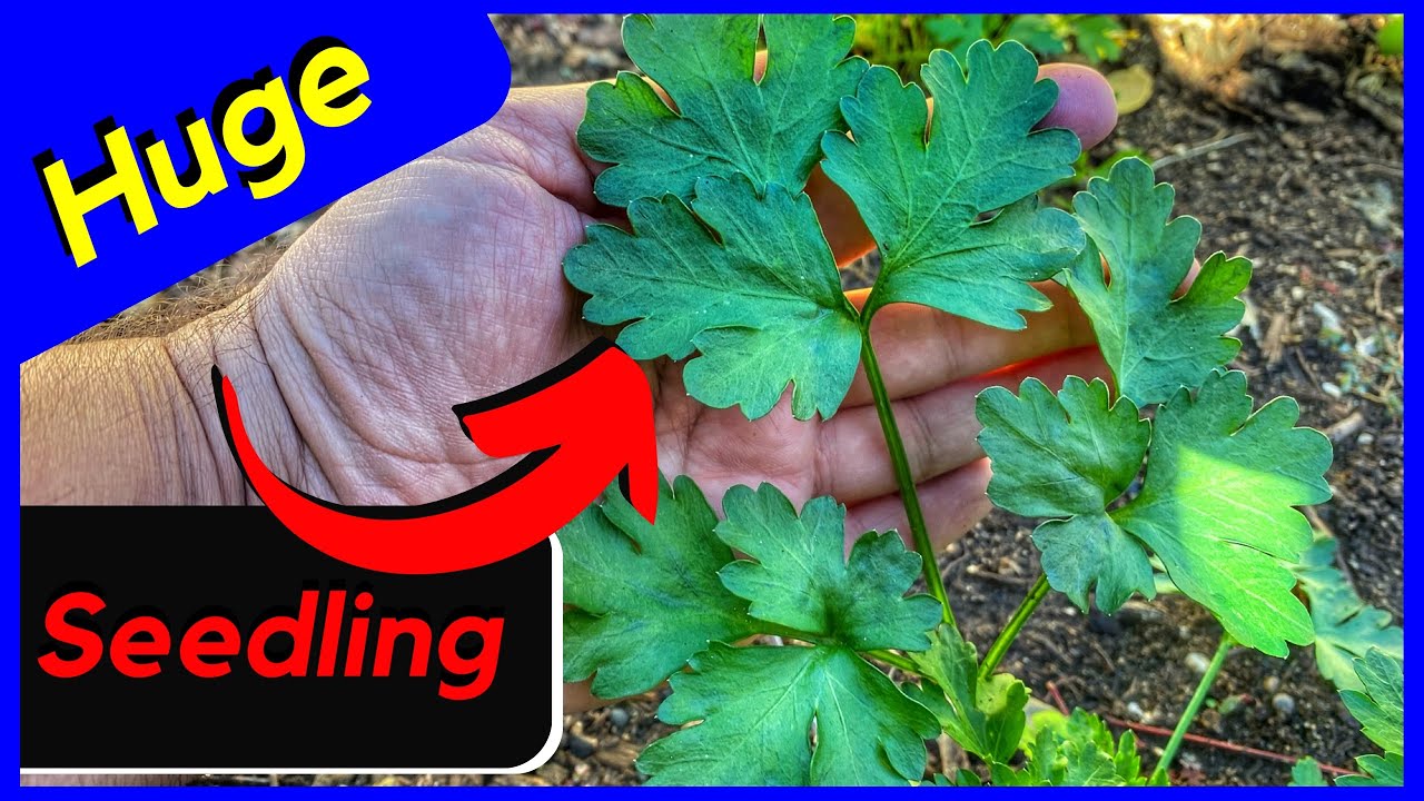 Huge Leaves on Seedling (Flat Leaf Parsley) YouTube