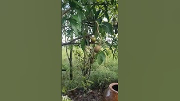 zalo.0947969241.bán nhà vườn cần giuộc đường xe hơi  mặt tiền đường nhựa