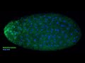 Seth bordenstein how virus genes in bacteria selectively kill animal embryos