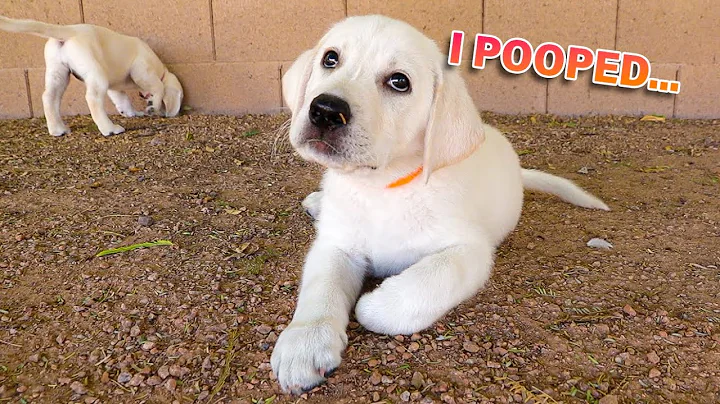Exploring Outside With Young Labrador Puppies!