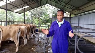 Why i choose to keep Jersey animals in my Dairy farm in kenya