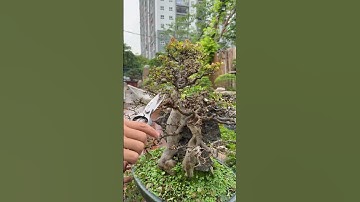 Cắt tỉa lại cây Phong lá đỏ   #quycaynhat #hatkichre #loduongchat #thuoclua