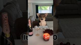 If you have a corgi, watch this! #short #funny #puppy