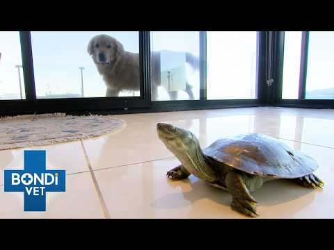 Turtle Badly Injured After Being Bitten By Family Dog | Bondi Vet