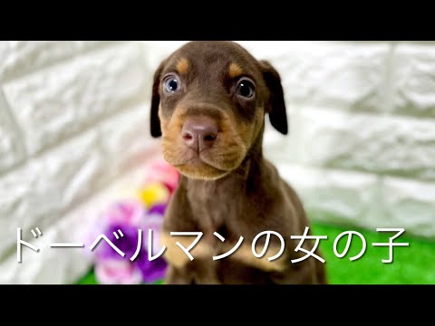 ドーベルマンの子犬 (平野瓜破)
