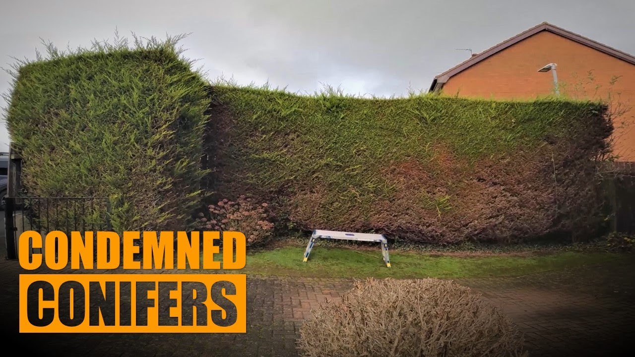 Hedge Cutting Leylandii Cypress - Condemned Conifers - YouTube