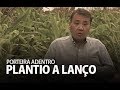 Plantio a lanço (Porteira Adentro)