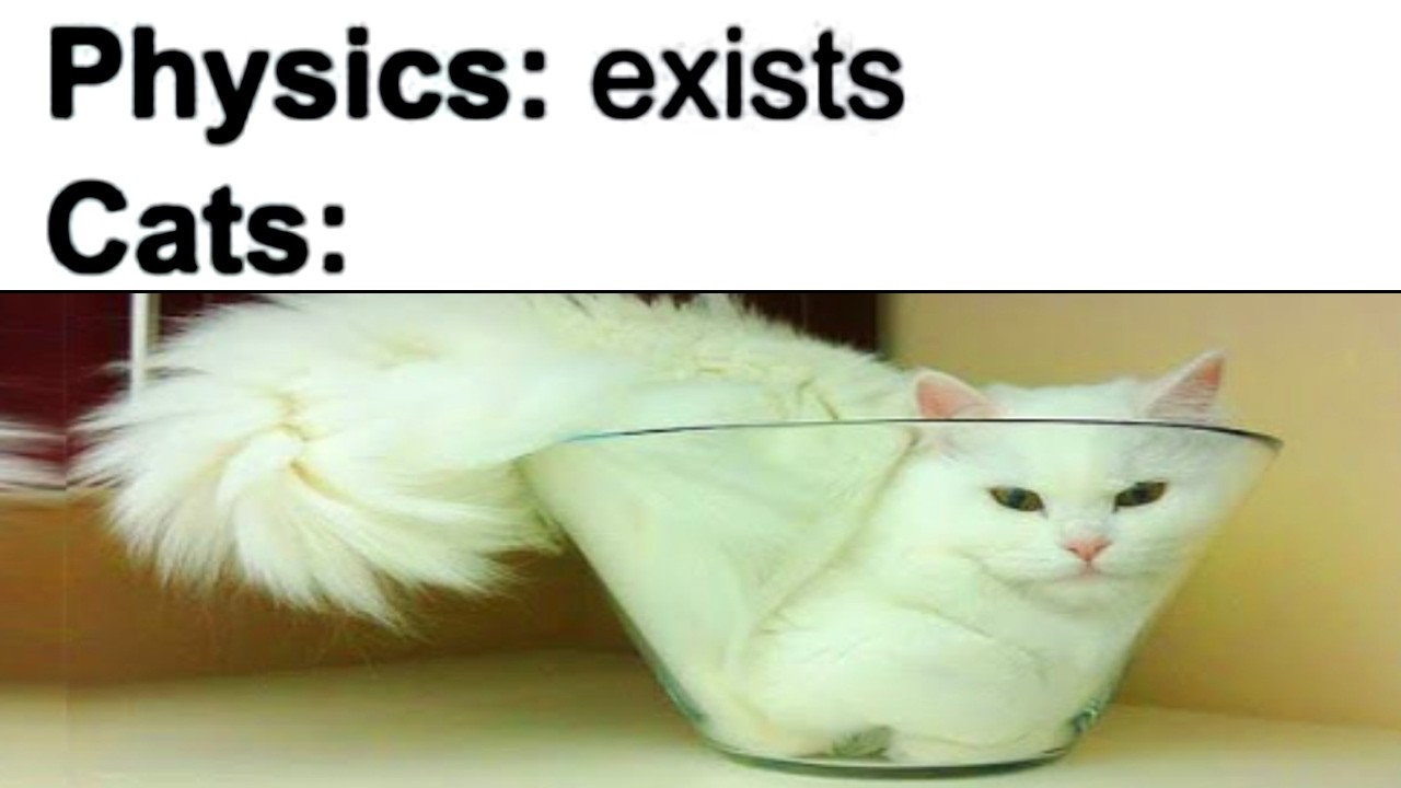 Cat Memes