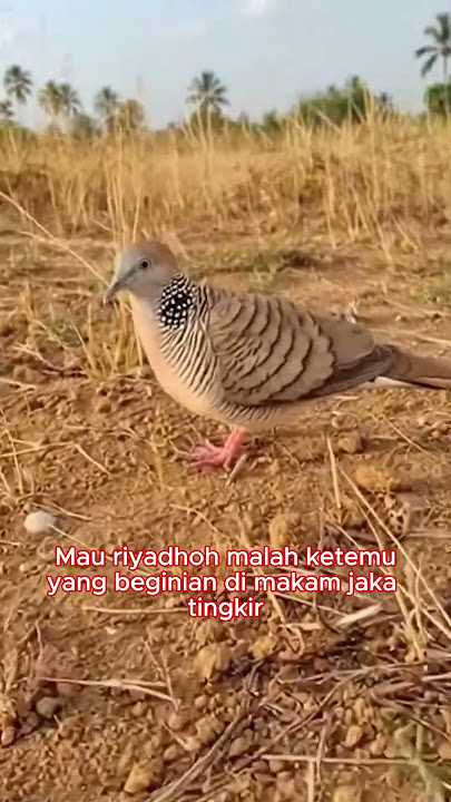 TKP DESA TINGKIR SALATIGA JATENG