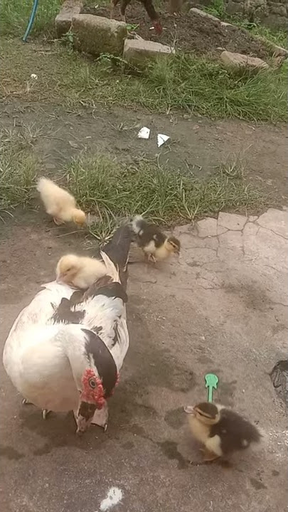 anak itik naik di punggung induk nya🦆