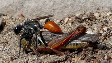 Grasshopper Hunting Wasp