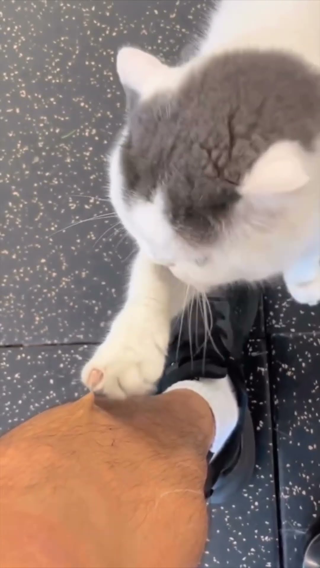 Cat scratches !! ??