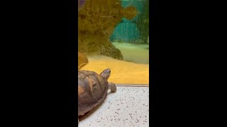 Enrichment with Pandora the box turtle