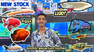 Cheap price aquarium fish shop ❤️| Anmol aquarium home new fish stock update Delhi ki aquarium shop