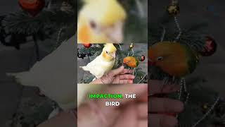 Grit Dangers: Avoid Fatal Blockages in Cockatiels