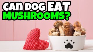 Can DOGS Eat Mushrooms? 🍄 What to do if my dog ate mushrooms?