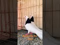 Black and White Beautiful Pigeons😍😍 #youtube #pigeonhouse #kabootarloft05 #kabootar #vilogpigeon