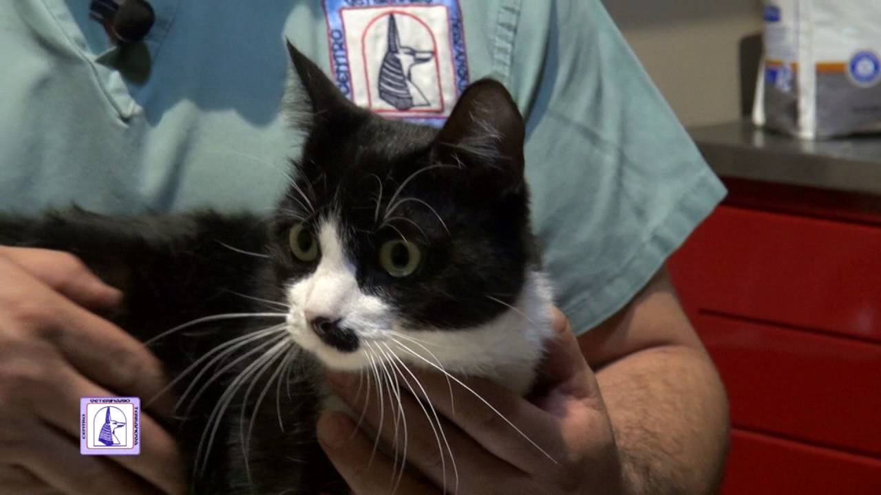 mi gato tiene una infección del tracto urinario, ¿qué puedo hacer? mi gato tiene una infección del tracto urinario, ¿qué puedo hacer?
