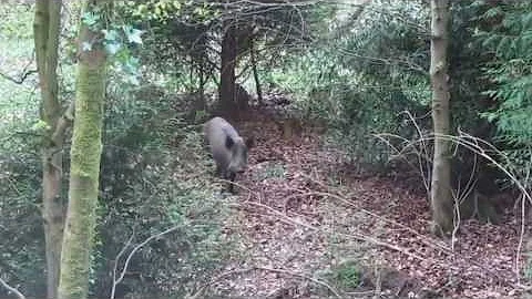 Wild Boar with piglets in the Forest of Dean