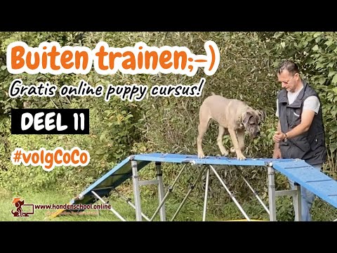 Video: Hoe Om 'n Hond Aan 'n Kat Voor Te Stel