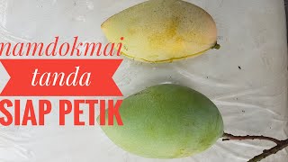 DownloadPanen Mangga Namdokmai Lagi, Tanda Buah Siap Petik MP3 MP4 Panen Mangga Namdokmai Lagi, Tanda Buah Siap Petik