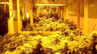 12,000 Watt Medical Marijuana Grow  Round #4 (turn down your volume!!!!!)