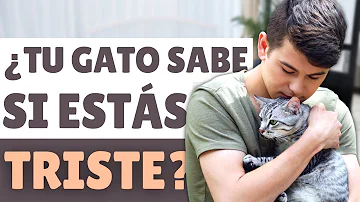 ¿Saben los gatos cuándo te hacen daño?