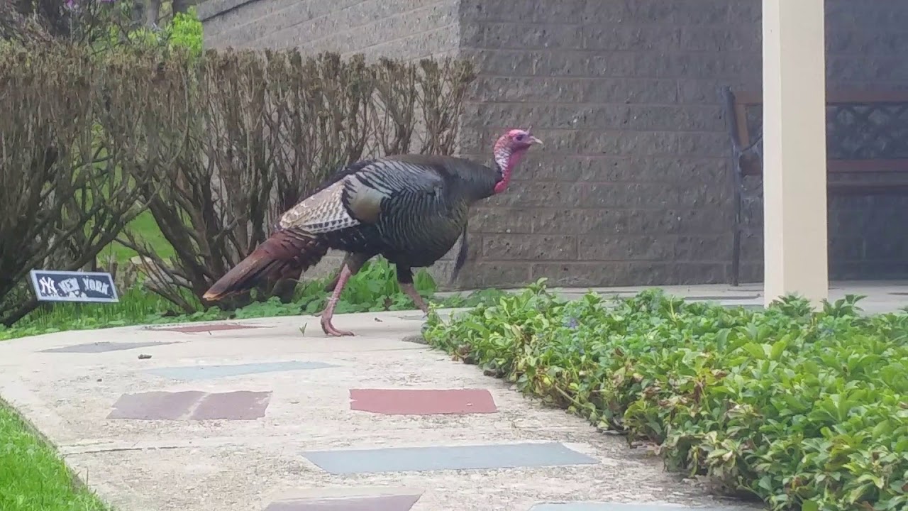 birdseed agar Turkeys at the front door