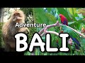 Experience Bali: A Day in Monkey Forest and Bird Park