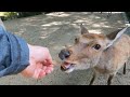 雨上がりの奈良公園と鹿さん