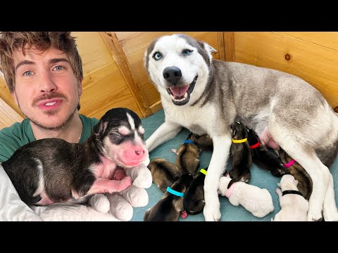 Pregnant Husky Gives