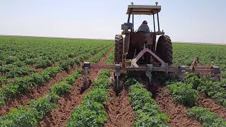 زراعة البطاطس | الحضان الثاني الاهمية ولماذا لا يجب عملة في هذه الحالات