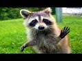 Funniest coub animals compilation!