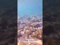 Sun Sand And Sea Life S A Beach In Kos Shorts Travel Greece Viral Trending Youtubeshorts 
