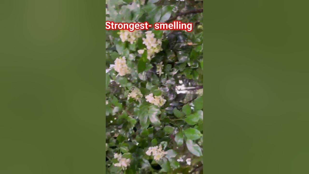 🤔Beautiful strongestsmelling flower ️ YouTube