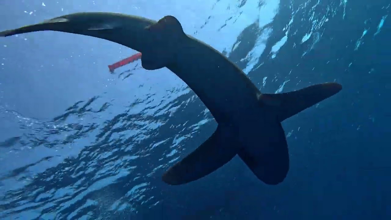 Red Sea Diving Safari - Marsa Shagra 2023