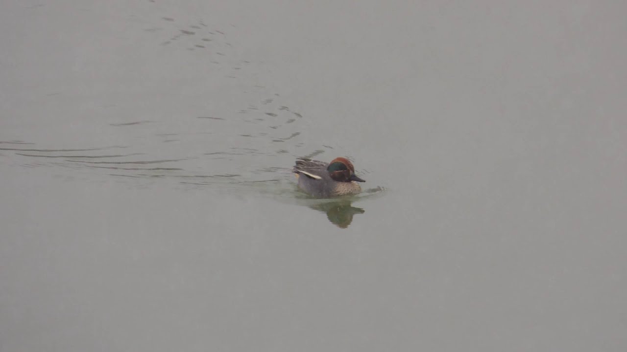 Anas crecca - Eurasian Teal 