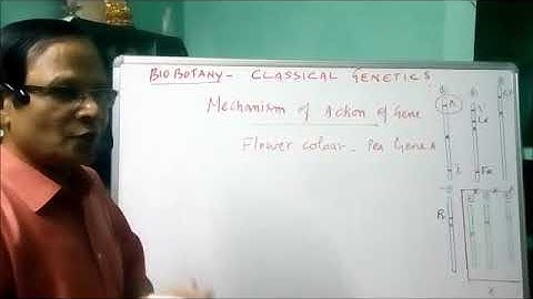 XII Bio   Botany  Chapter  2 Classical Genetics  Part   I Traits and Genes, Gene expression and step