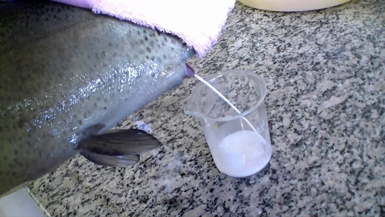 Conheça o trabalho da Estação de Salmonicultura de Campos do Jordão