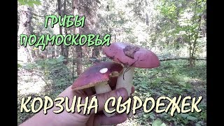 СЫРОЕЖКИ ТОЖЕ ГРИБЫ ! "НАКОСИЛ" КОРЗИНУ СЫРОЕЖЕК ЗА ОДИН ЧАС. СБОР ГРИБОВ "ТИХАЯ ОХОТА". СЫРОЕЖКИ ТОЖЕ ГРИБЫ ! "НАКОСИЛ" КОРЗИНУ СЫРОЕЖЕК ЗА ОДИН ЧАС. СБОР ГРИБОВ "ТИХАЯ ОХОТА".