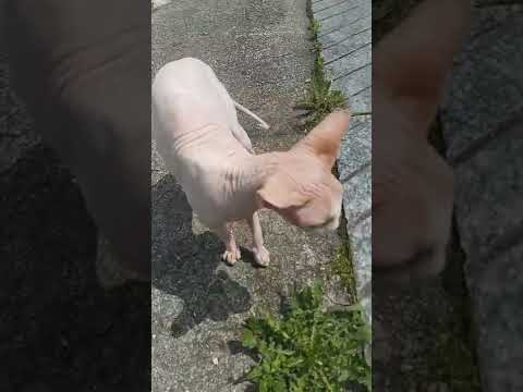 แมวพันธุ์สฟิงซ์ #sphinxcat #sphynxcats #ทาสแมว