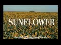 Sunflower I Girasoli Los Girasoles 1970 English Titles Sequence 